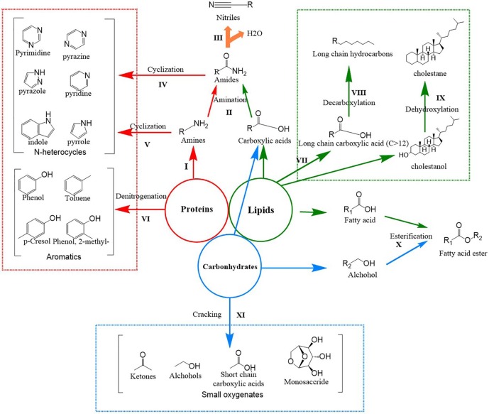 Diagram connecting biomass components to conversion products