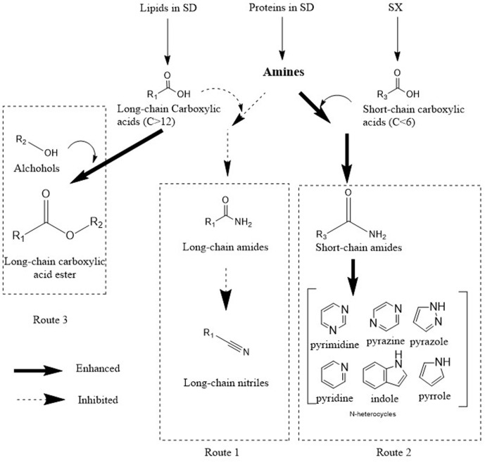 Diagram comparing routes for lipid, protein and carbohydrate conversion